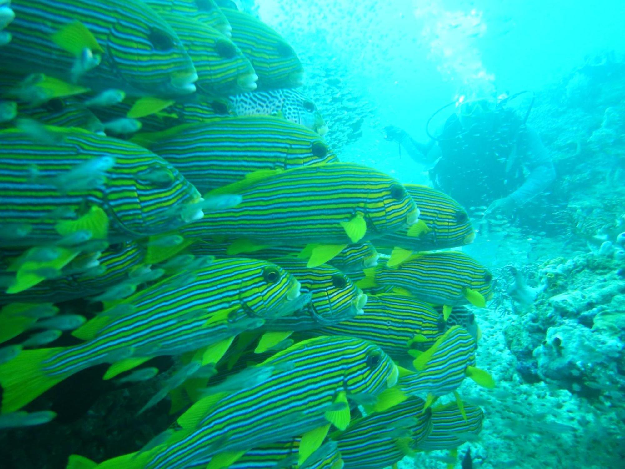 Raja Ampat Blue Sea Villa Besir Eksteriør bilde