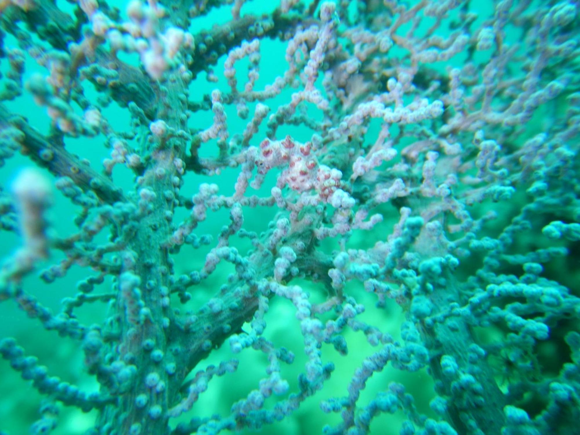Raja Ampat Blue Sea Villa Besir Eksteriør bilde