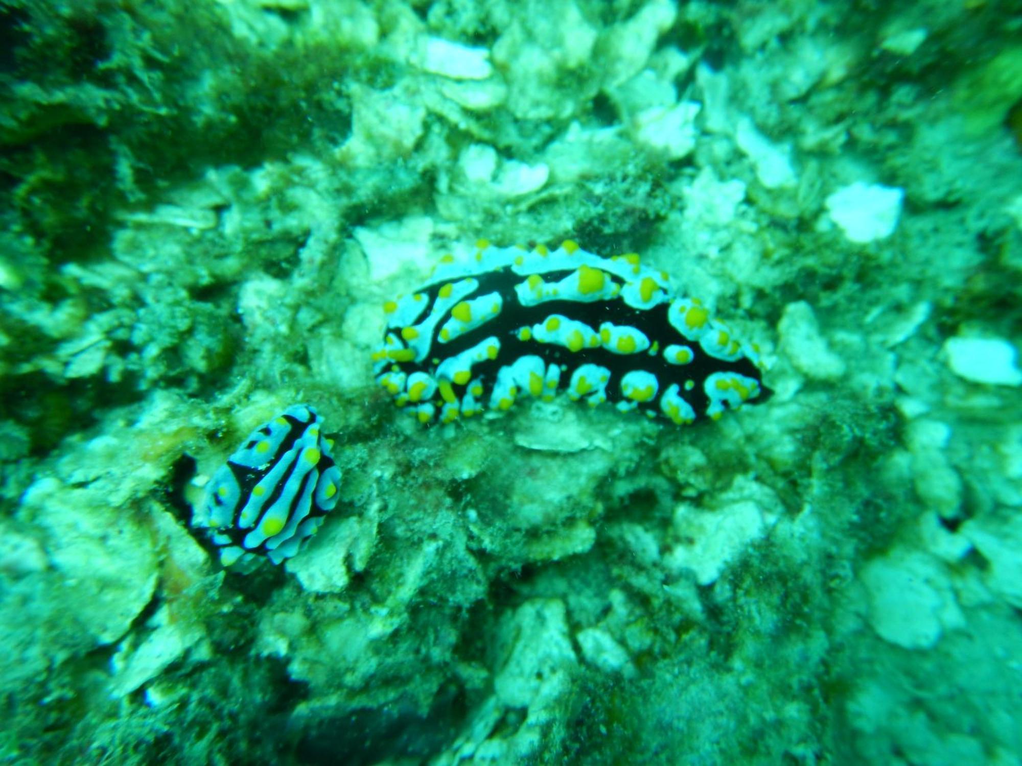 Raja Ampat Blue Sea Villa Besir Eksteriør bilde