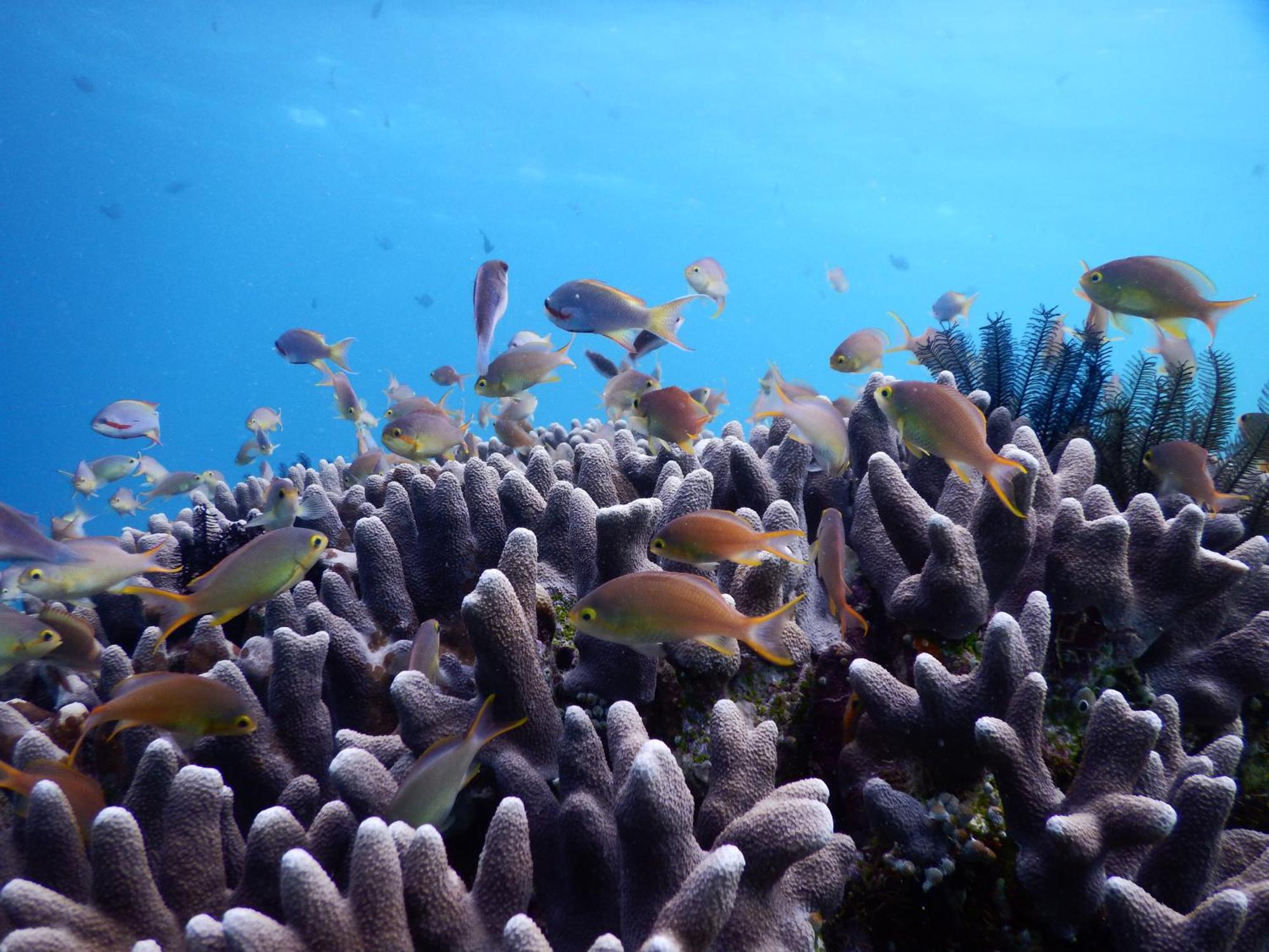 Raja Ampat Blue Sea Villa Besir Eksteriør bilde