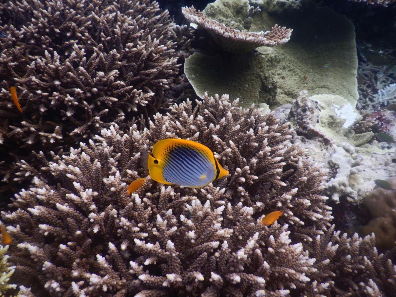 Raja Ampat Blue Sea Villa Besir Eksteriør bilde