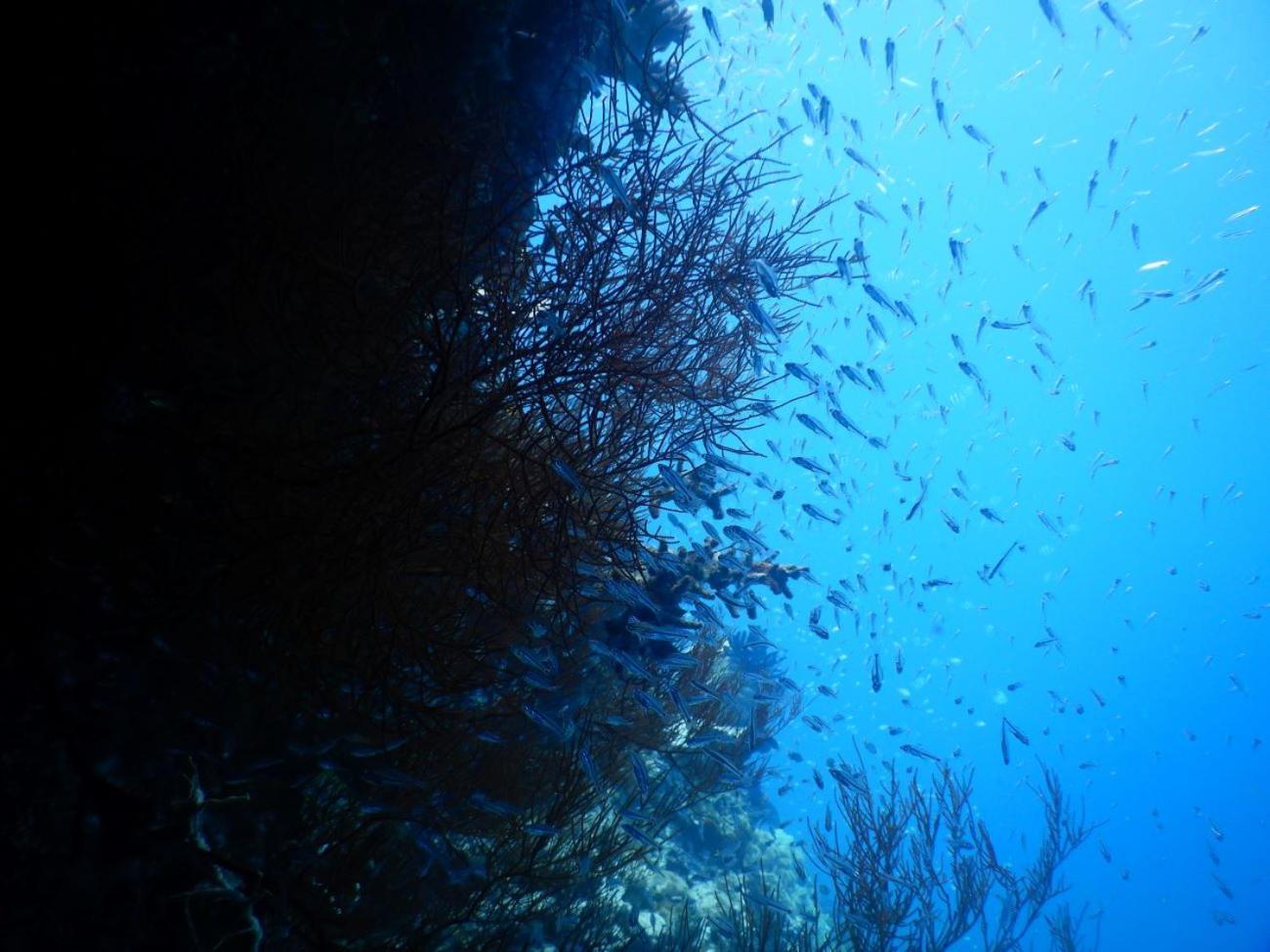 Raja Ampat Blue Sea Villa Besir Eksteriør bilde